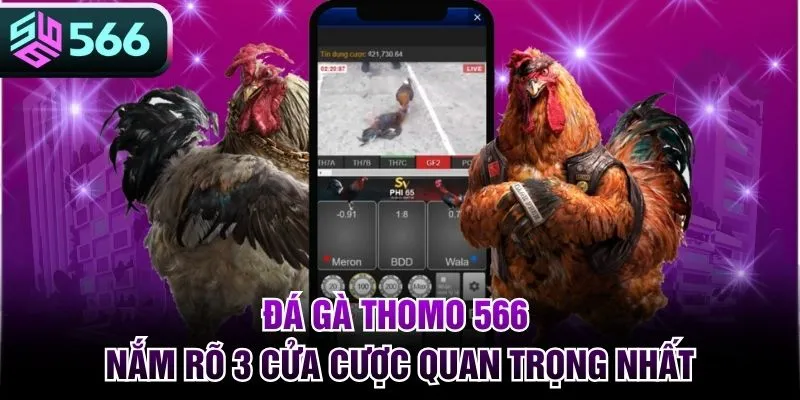 Đá Gà Thomo 566 - Nắm Rõ 3 Cửa Cược Quan Trọng Nhất