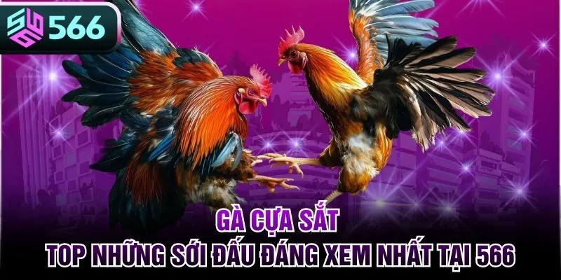 Gà Cựa Sắt - Top Những Sới Đấu Đáng Xem Nhất Tại 566